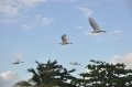 grenada, caribbean, west indie-201